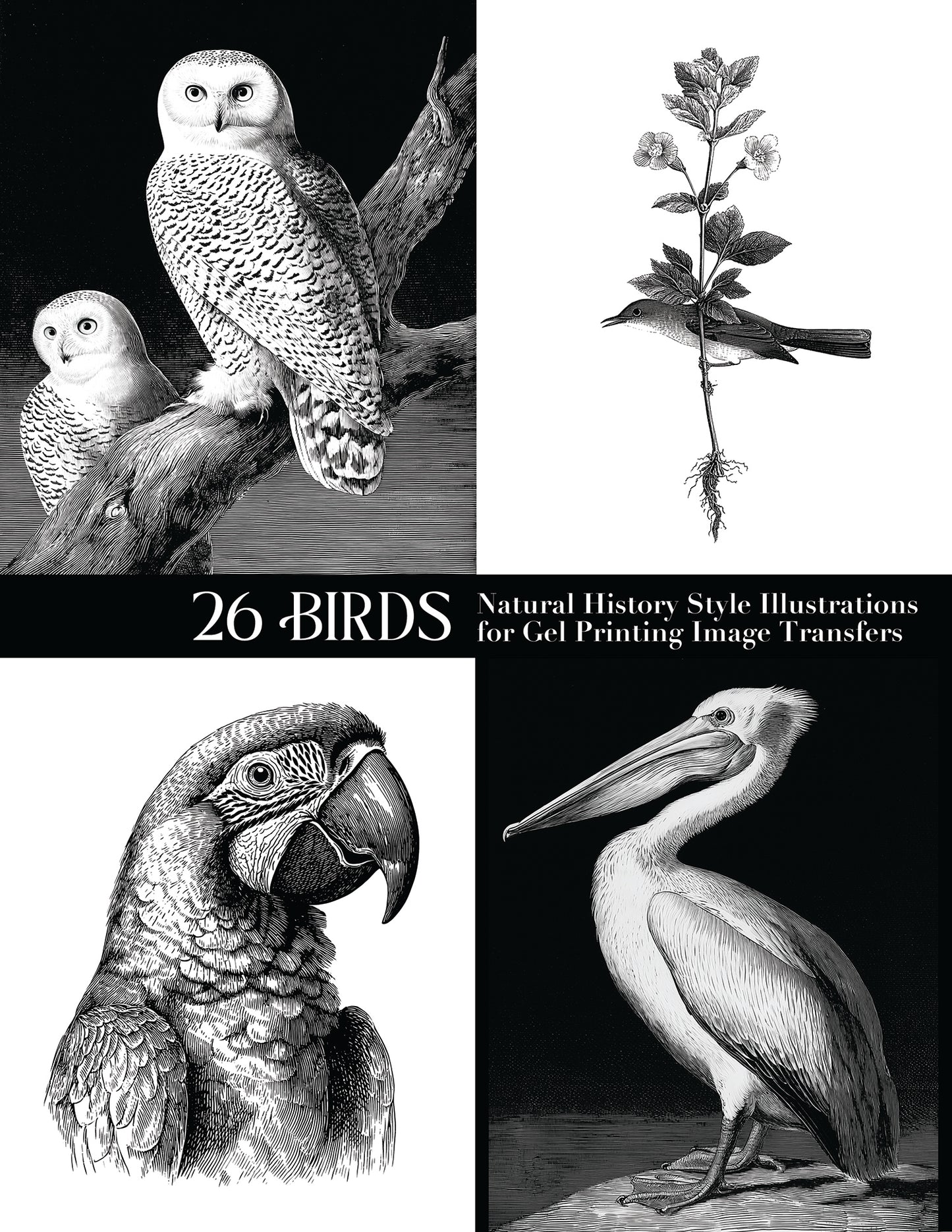 26 Birds: Natural History Style Illustrations for Gel Printing Image Transfers